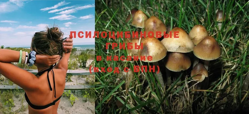 OMG маркетплейс  Болгар  Галлюциногенные грибы Magic Shrooms  где купить наркоту 